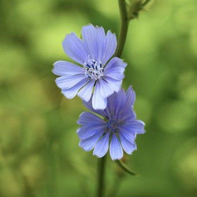 Healing Flowers Collection